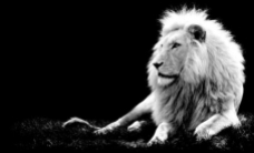 leone-bianco
