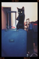 Esto es lo que soy: gato con maleta.